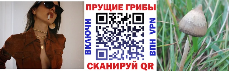 закладки Неман Галлюциногенные грибы MAGIC MUSHROOMS
